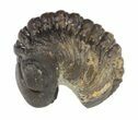 Partially Enrolled Morocops Trilobite #52428-1